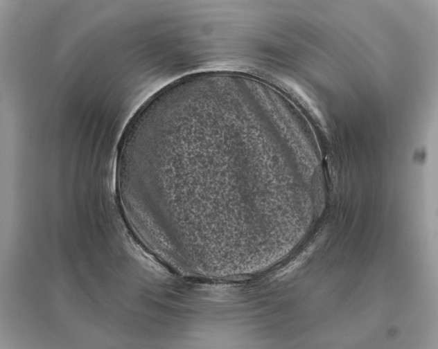 X0000096141276200802011202