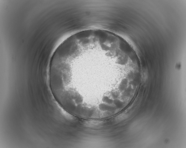 X0000096141294200802011202