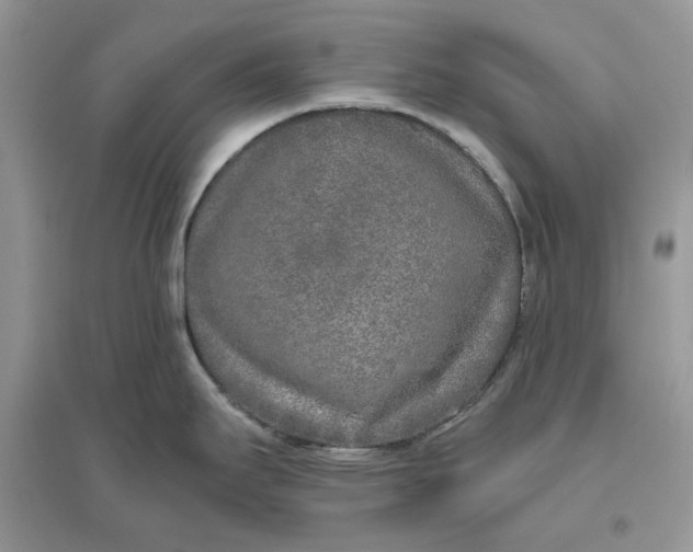X0000096141295200802011202