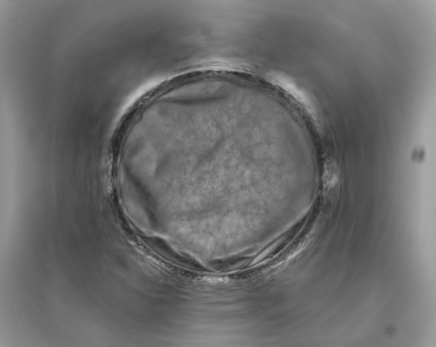 X0000096141310200802011201