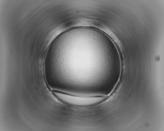 X0000096141337200802011202