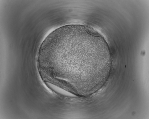 X0000096141383200802011201