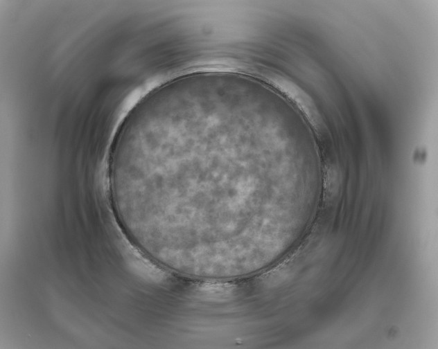 X0000096141466200802011200