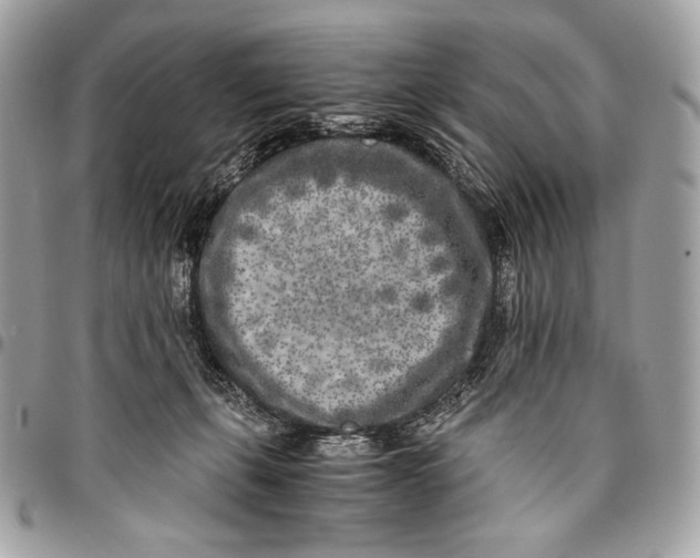 X0000096140271200802081355
