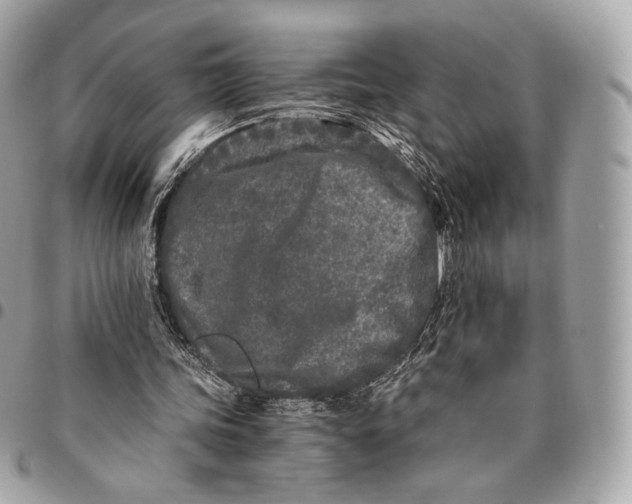 X0000096140339200802081353