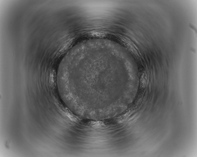 X0000096140424200802081352