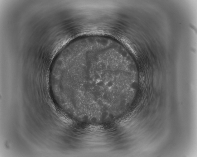 X0000096140487200802081351
