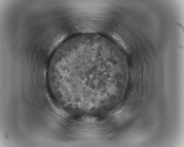 X0000096140491200802081351