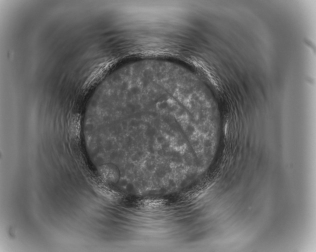 X0000096140495200802081351