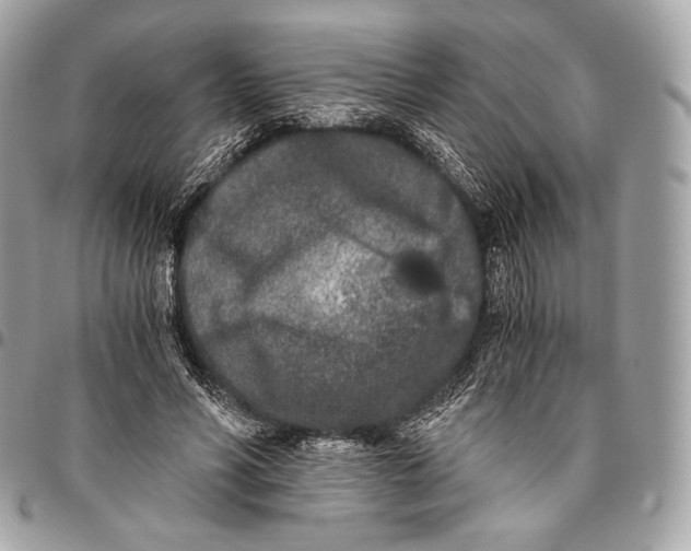 X0000096140590200802081350