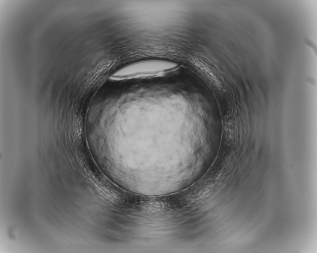 X0000096140593200802081350