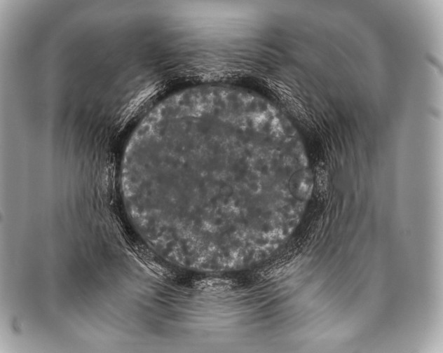 X0000096140691200802081348