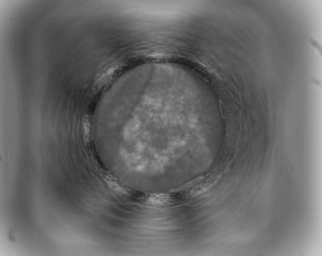 X0000096140720200802081348