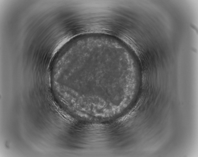 X0000096140925200802081345