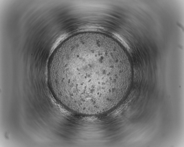 X0000096140994200802081344