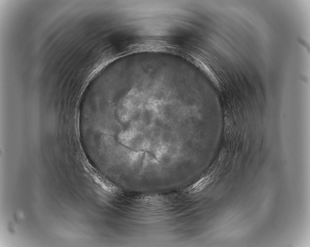 X0000096141035200802081343