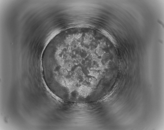 X0000096141095200802081343