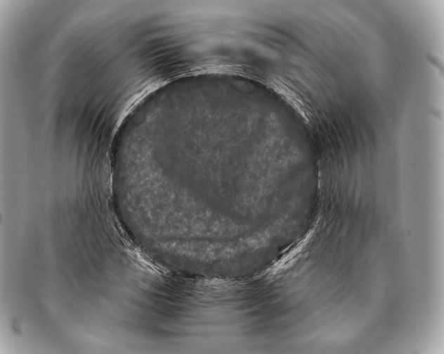 X0000096141117200802081342