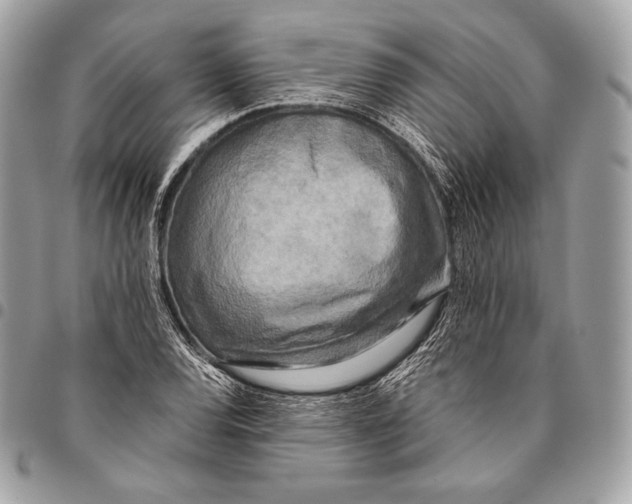 X0000096141120200802081342