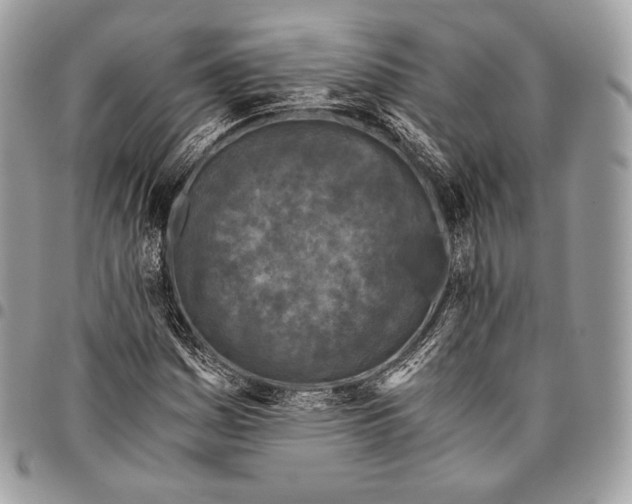 X0000096141161200802081342