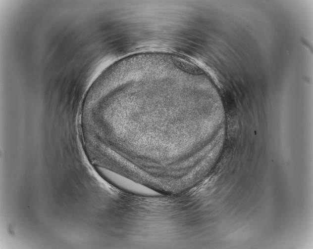 X0000096141383200802081338