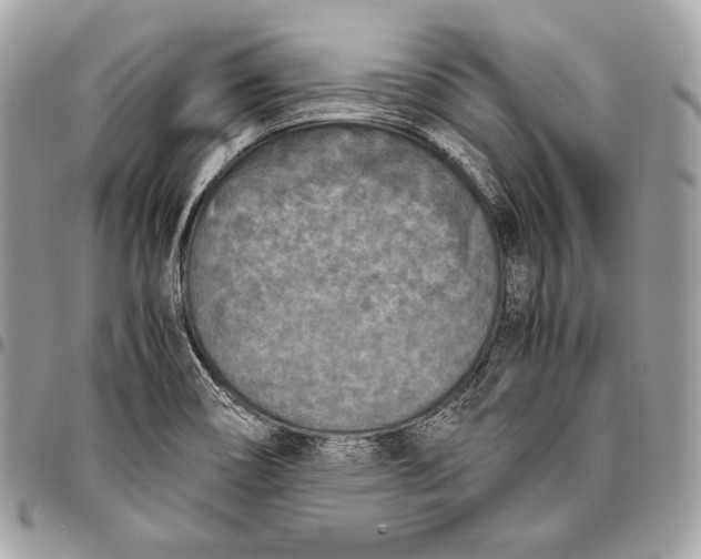 X0000096141466200802081337