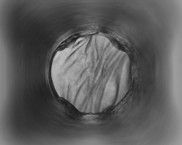 X0000096140051200802151342