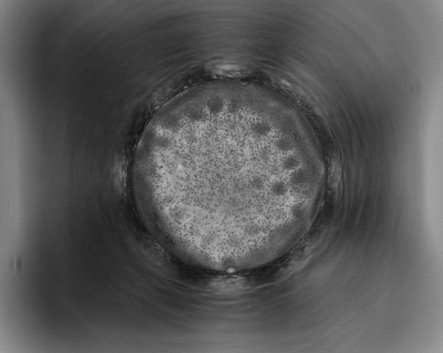 X0000096140271200802151340