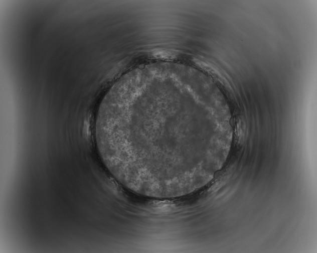 X0000096140424200802151338