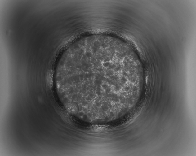 X0000096140495200802151337