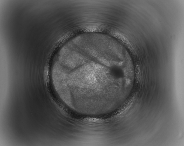 X0000096140590200802151336