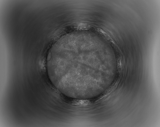 X0000096140663200802151335