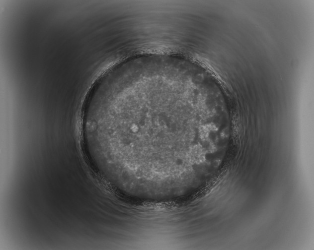 X0000096140679200802151335