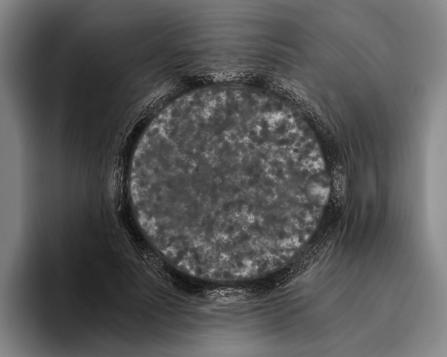 X0000096140691200802151334