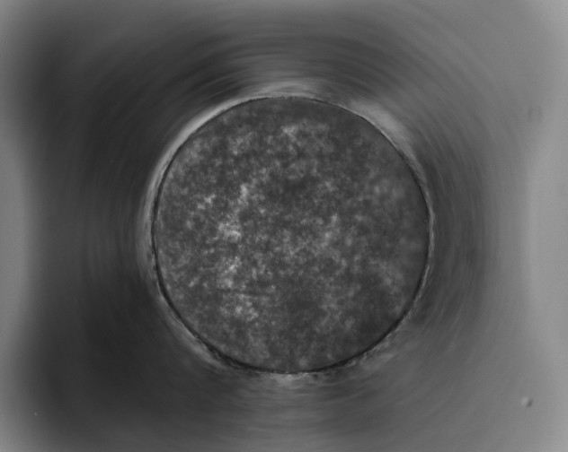 X0000096140816200802151333