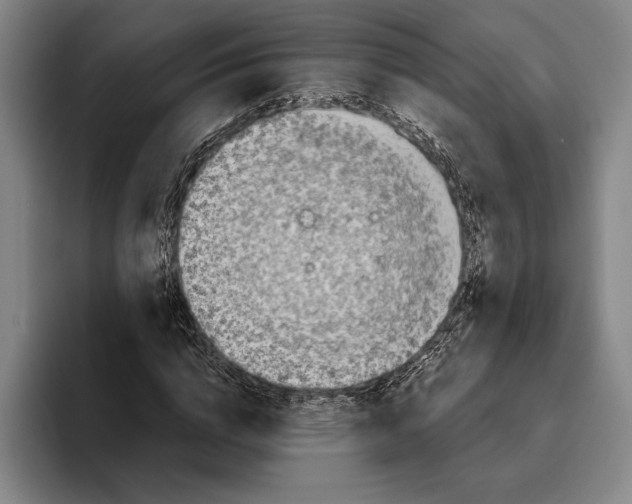 X0000096140824200802151332