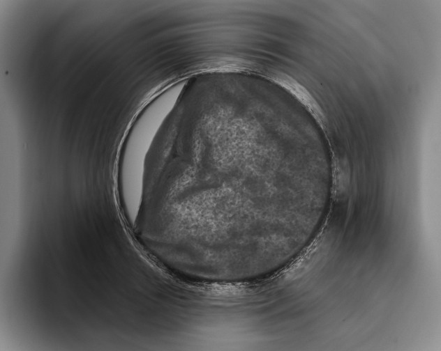 X0000096140850200802151333