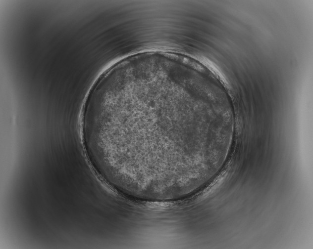 X0000096140854200802151333
