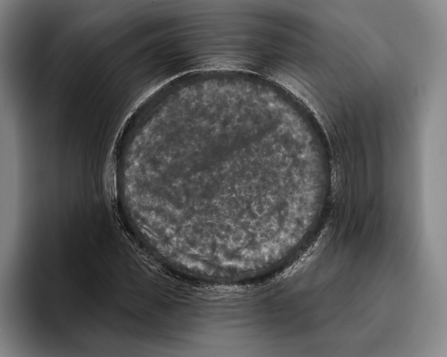X0000096140925200802151331
