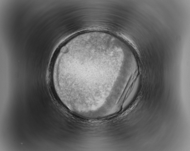 X0000096140928200802151331