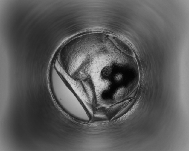X0000096140989200802151331
