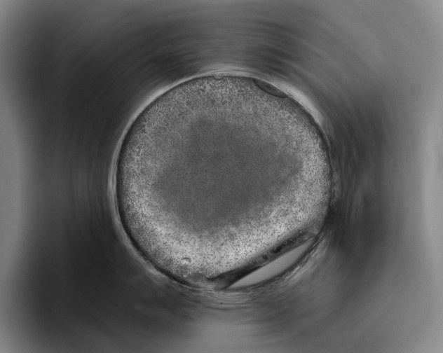 X0000096141007200802151330