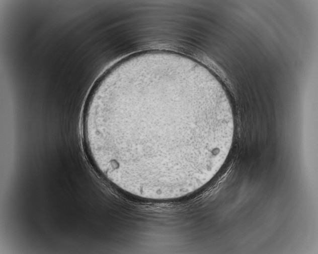 X0000096141028200802151330