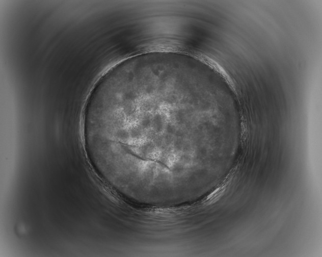 X0000096141035200802151330