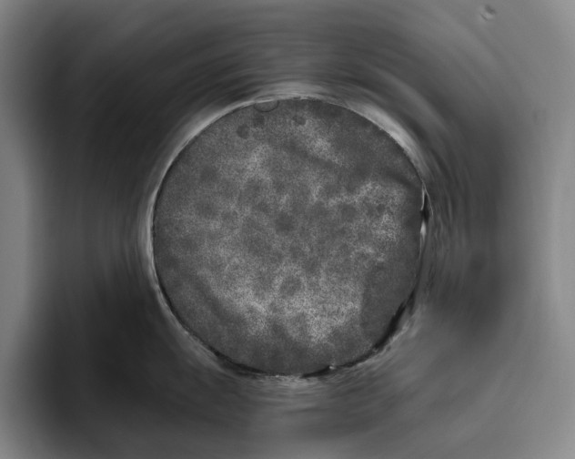 X0000096141055200802151330