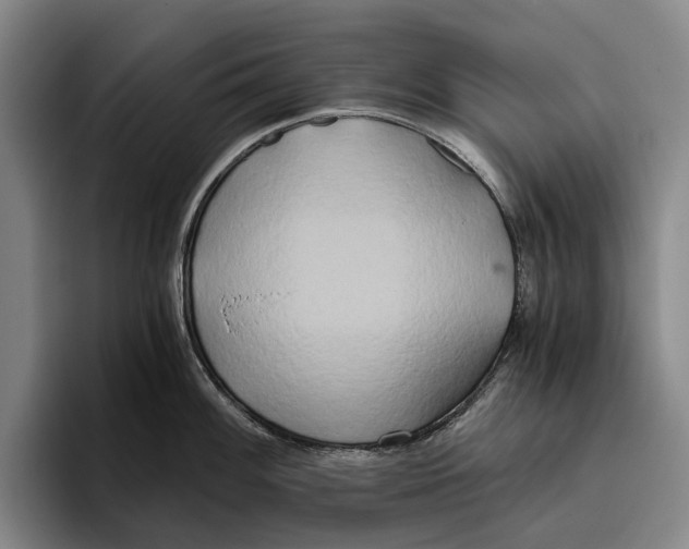 X0000096141100200802151329