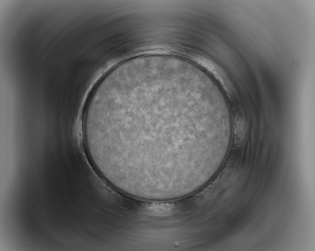 X0000096141466200802151324