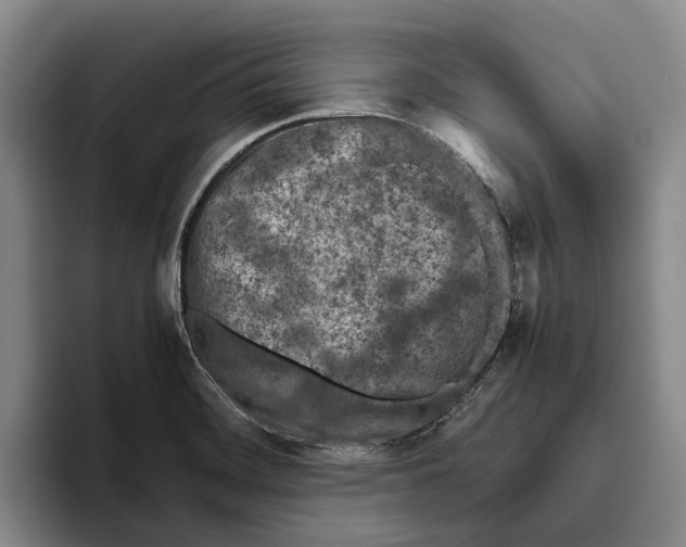X0000096141468200802151324