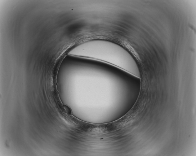 X0000096150251200801180835