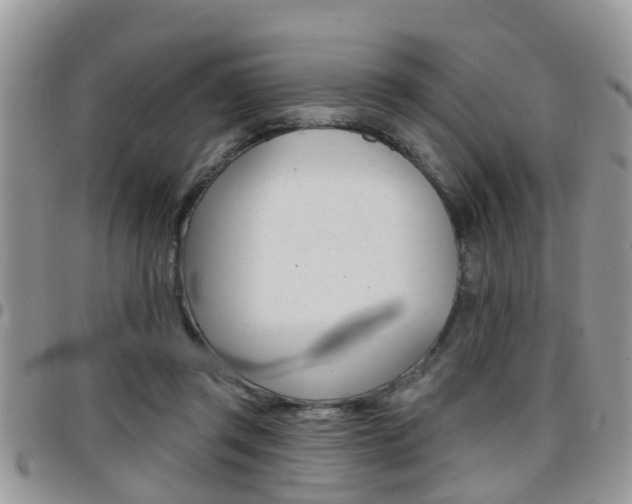 X0000096150357200801180834